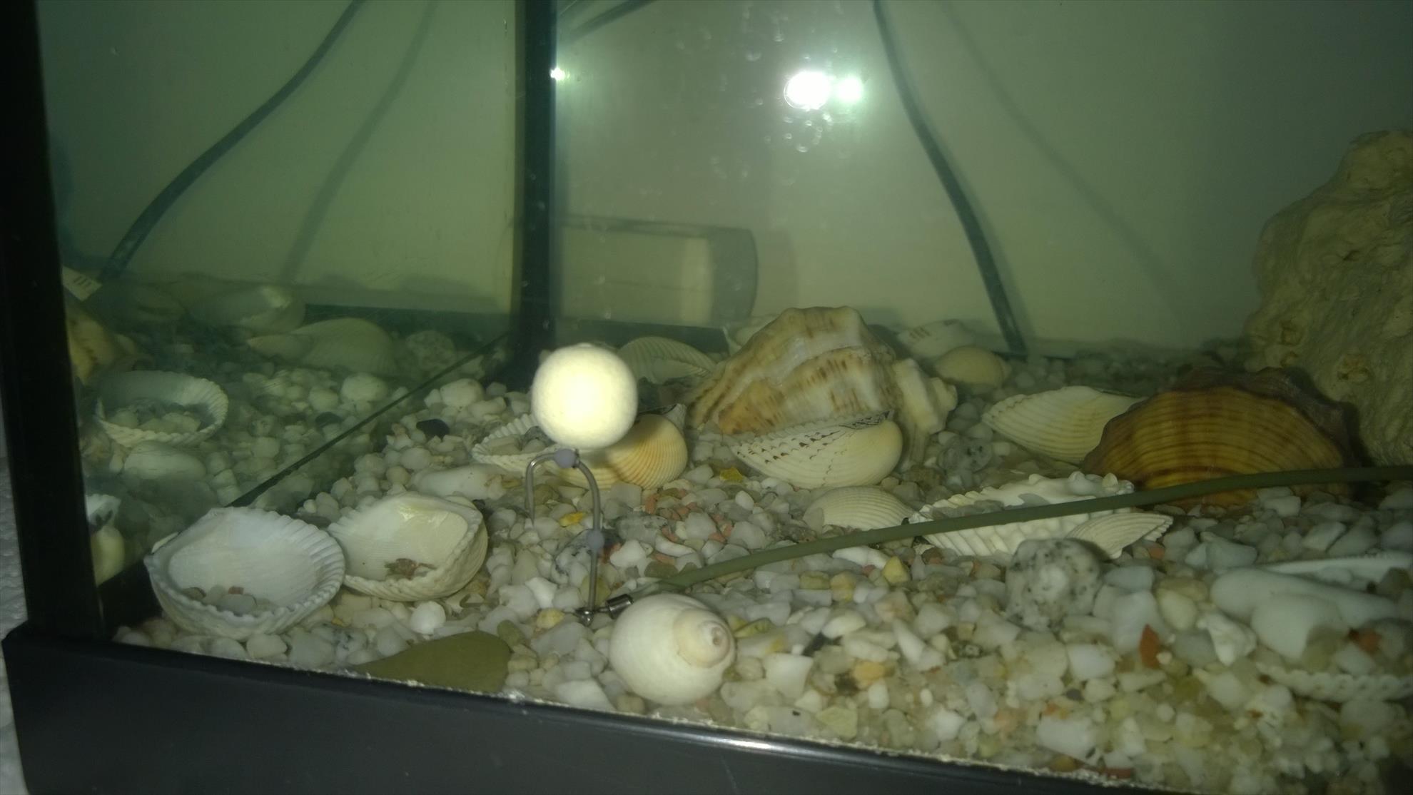 Pregatiri Carpbook ed.II - montura 360